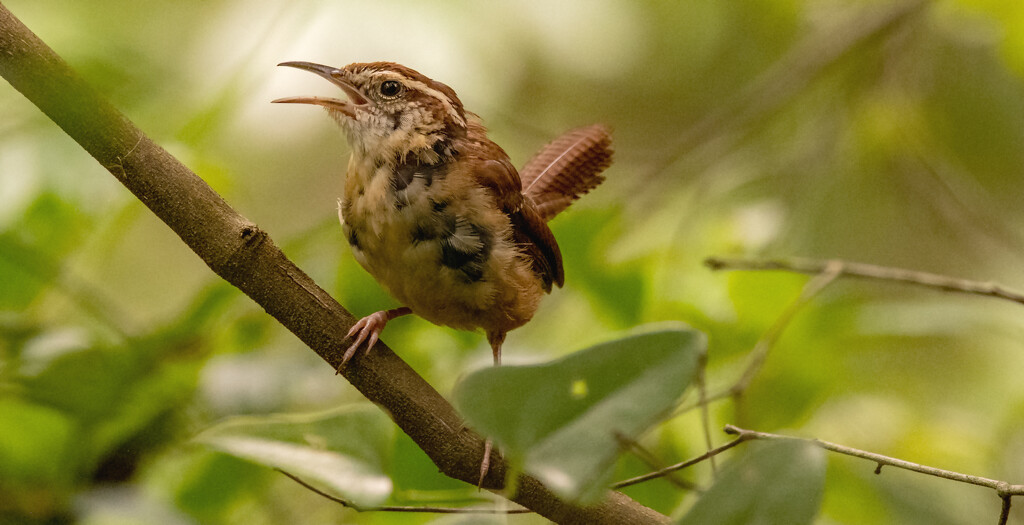 Carolina Wren Was Sounding Off! by rickster549