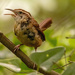 Carolina Wren Was Sounding Off! by rickster549