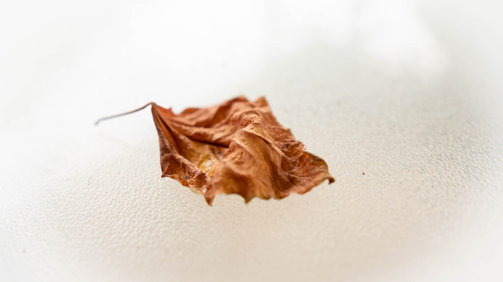 Dried up leaf by randystreat