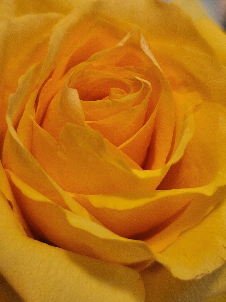 Rose of Yellow by jo38