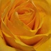 Rose of Yellow by jo38