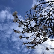 8th Aug 2024 - Almond Blossom 