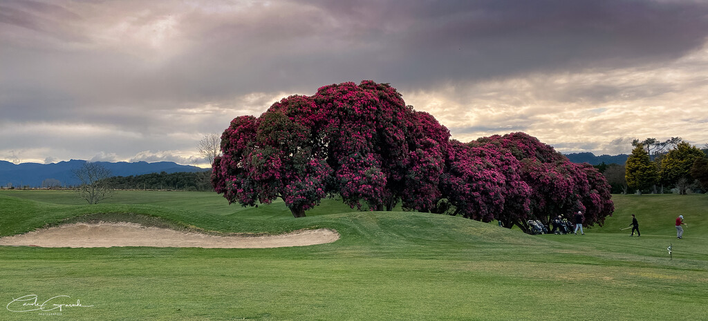 Rhododendron by yorkshirekiwi