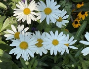 4th Aug 2024 - Daisies 