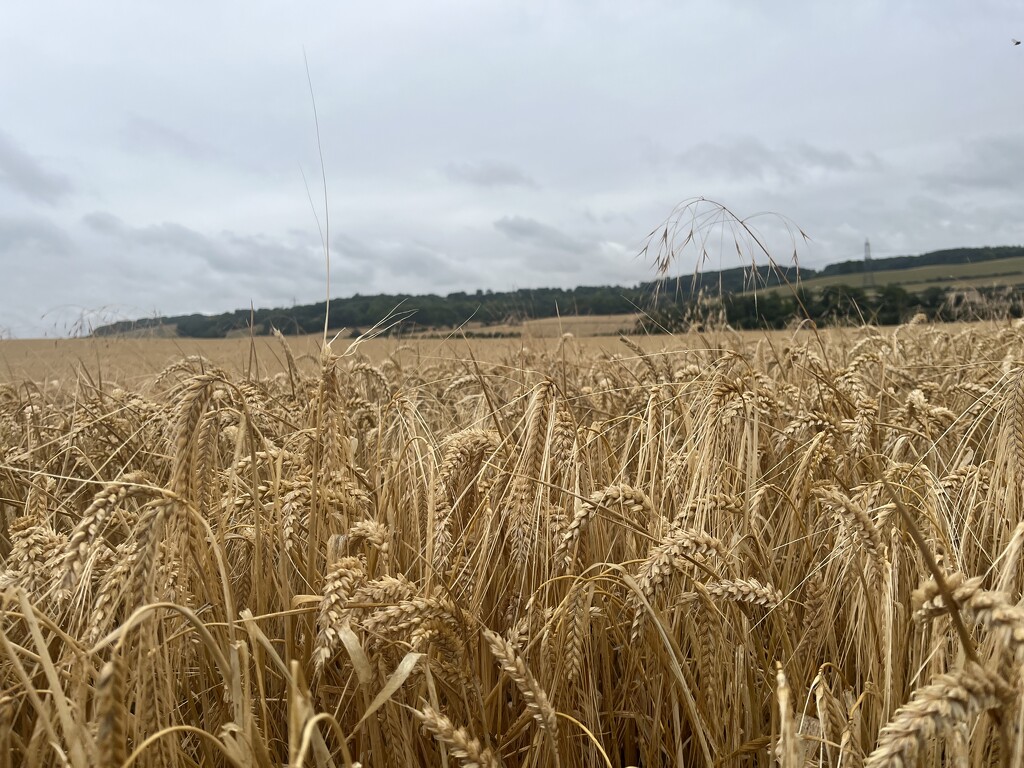 Ripe for Harvest  by elainepenney