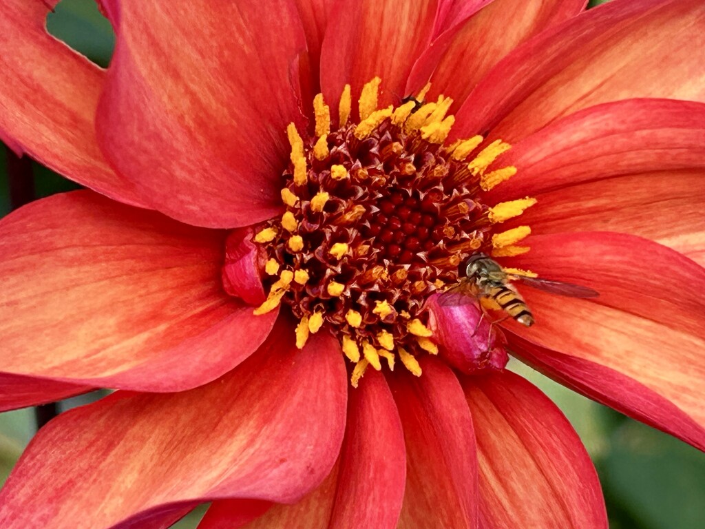 Dahlia  by phil_sandford