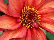 7th Aug 2024 - Dahlia 