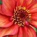 Dahlia  by phil_sandford