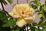 8th Aug 2024 - A dew-kissed yellow rose in the morning sun…