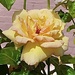 A dew-kissed yellow rose in the morning sun…