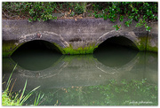 8th Aug 2024 - Eyes on the Estuary..