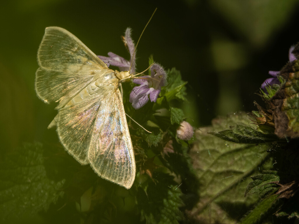 In Search of Nectar by haskar