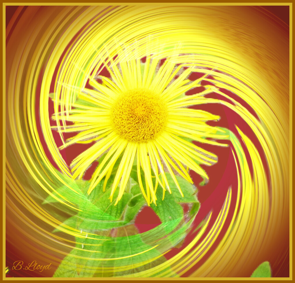 A daisy twirl. by beryl