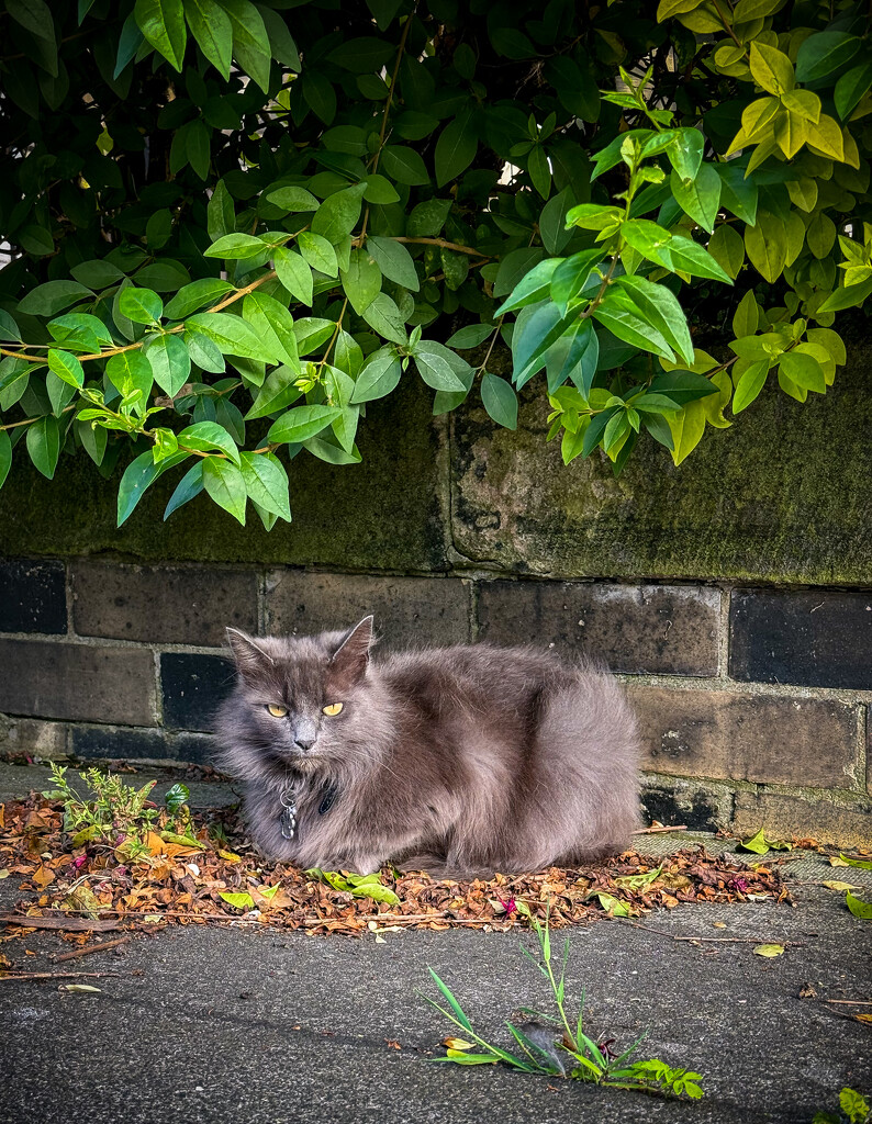 Neighbourhood Watch by eviehill