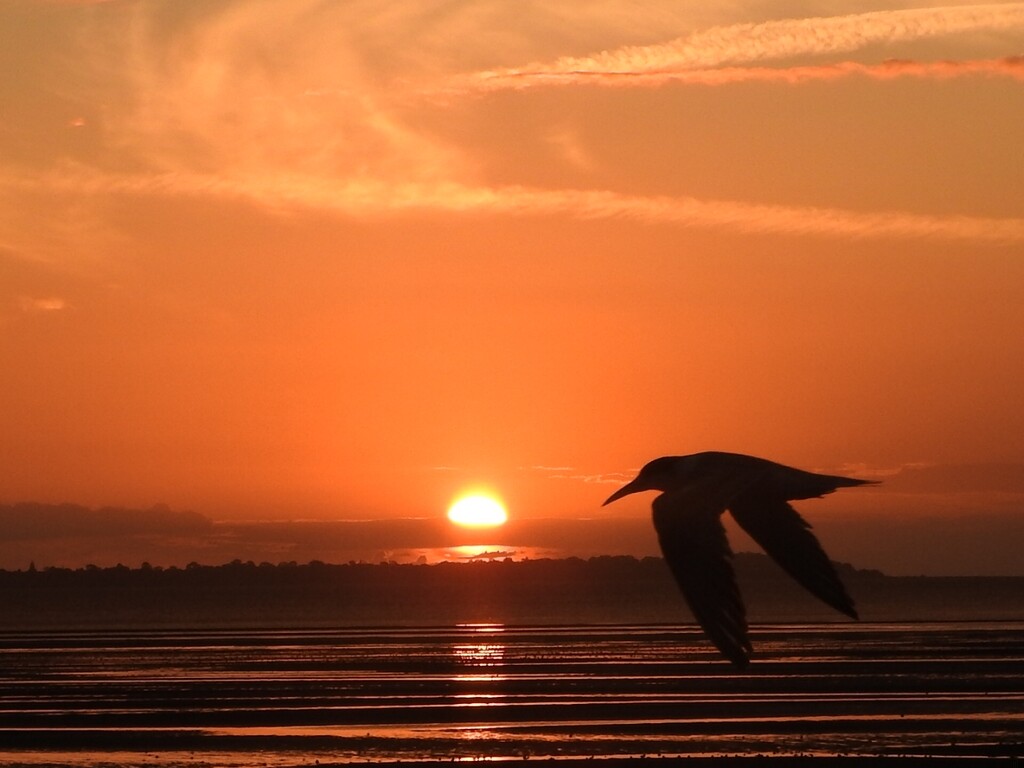 Sunset Tern by elf