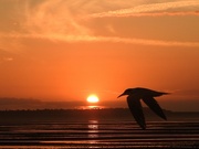 8th Aug 2024 - Sunset Tern