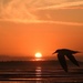 Sunset Tern by elf