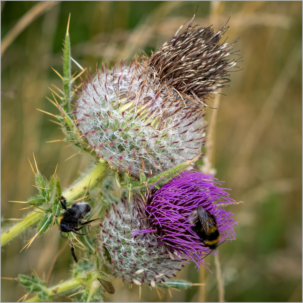 Thistle and Bees. Stages of life by clifford