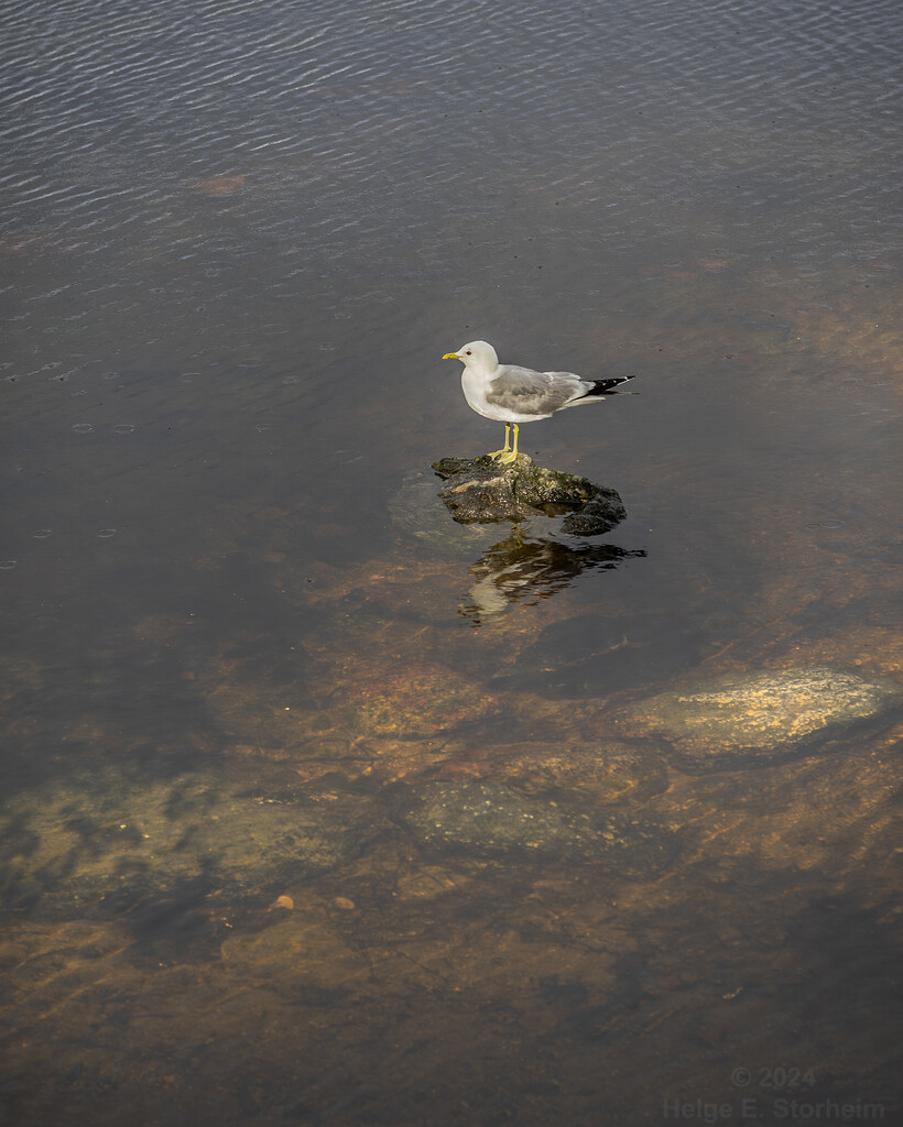 Seagull on the rocks by helstor365