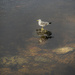 Seagull on the rocks by helstor365