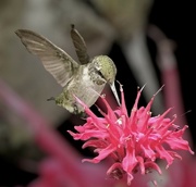 8th Aug 2024 - Female Hummingbird 