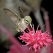 Female Hummingbird  by radiogirl