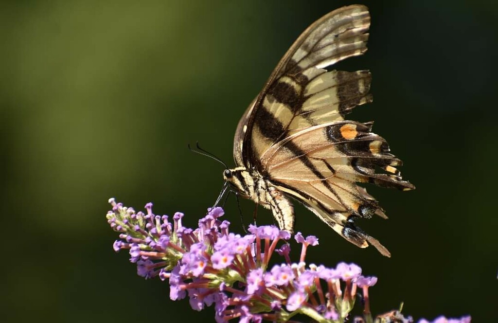 Sipping Swallowtail  by alophoto