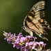 Sipping Swallowtail  by alophoto