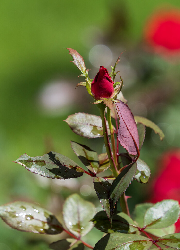 Rosebud by kvphoto