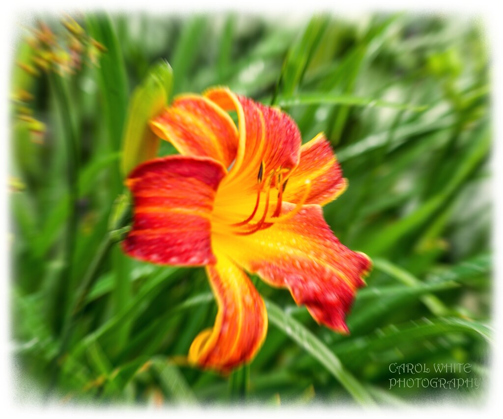 Day Lily by carolmw