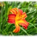 Day Lily by carolmw