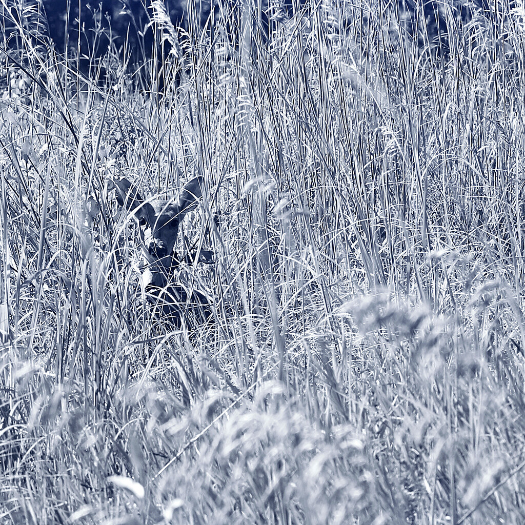 Creeper in the Grass by juliedduncan