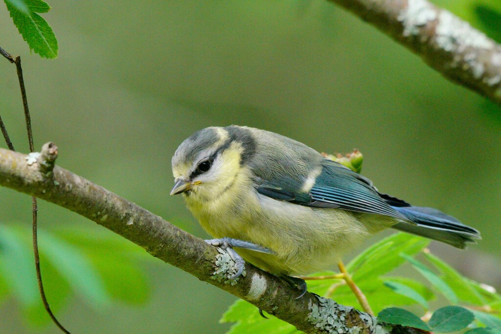 JUVENILE BLUE TIT by markp