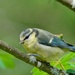 JUVENILE BLUE TIT by markp