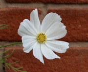 8th Aug 2024 - Cosmos