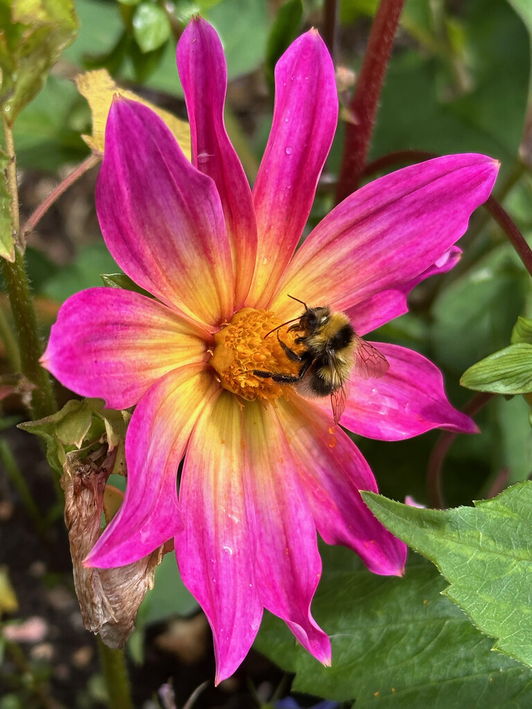 Dahlia Bright Eyes with Visitor by 365projectmaxine