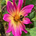 Dahlia Bright Eyes with Visitor by 365projectmaxine