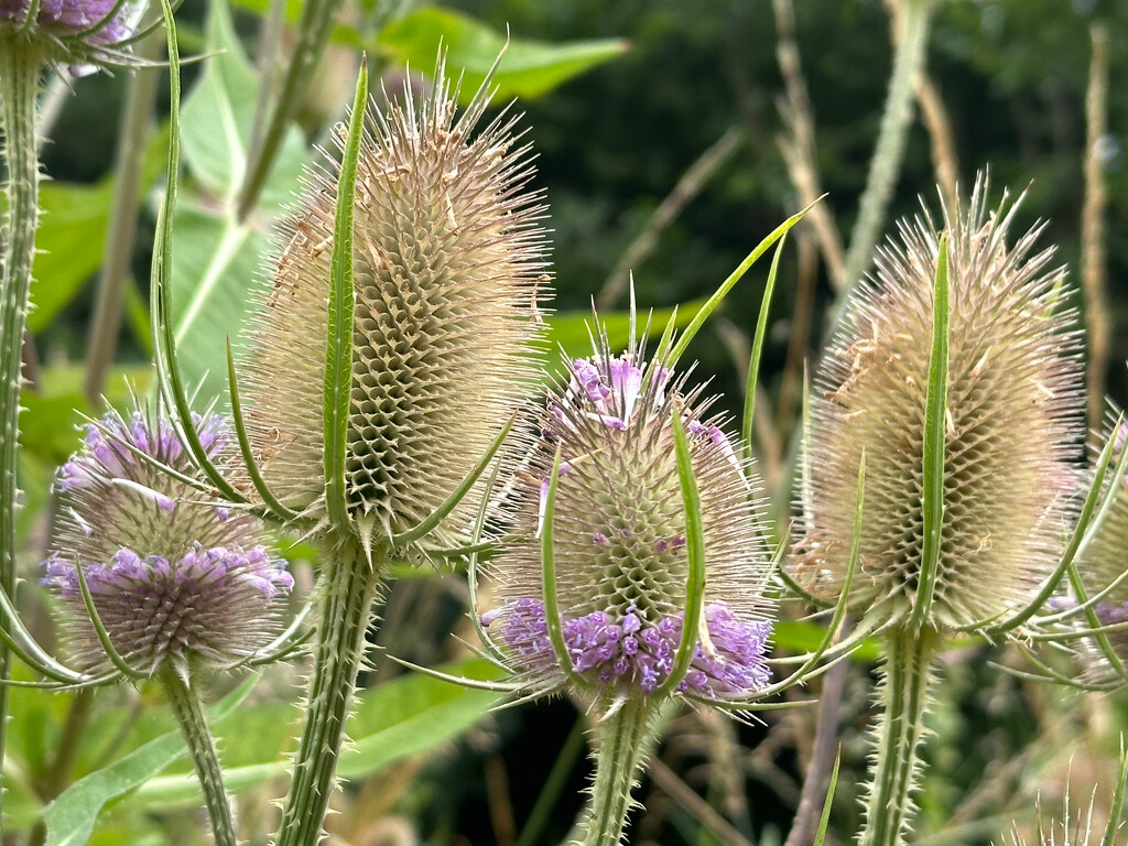 Teasels by 365projectmaxine