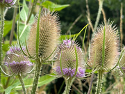 7th Aug 2024 - Teasels