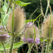 Teasels by 365projectmaxine