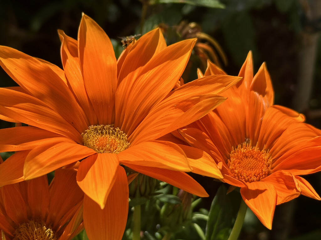 Gazanias by 365projectmaxine