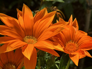 5th Aug 2024 - Gazanias