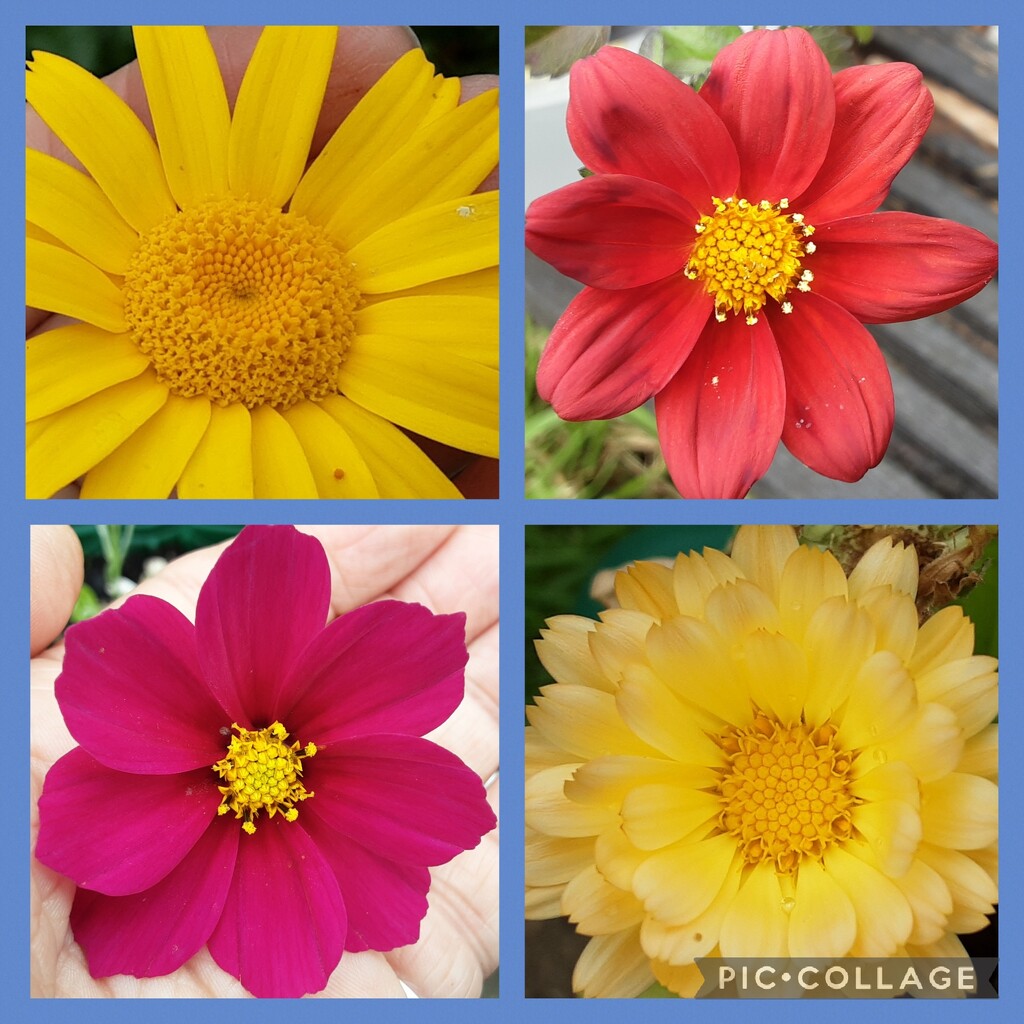 Flowers from our garden, by grace55