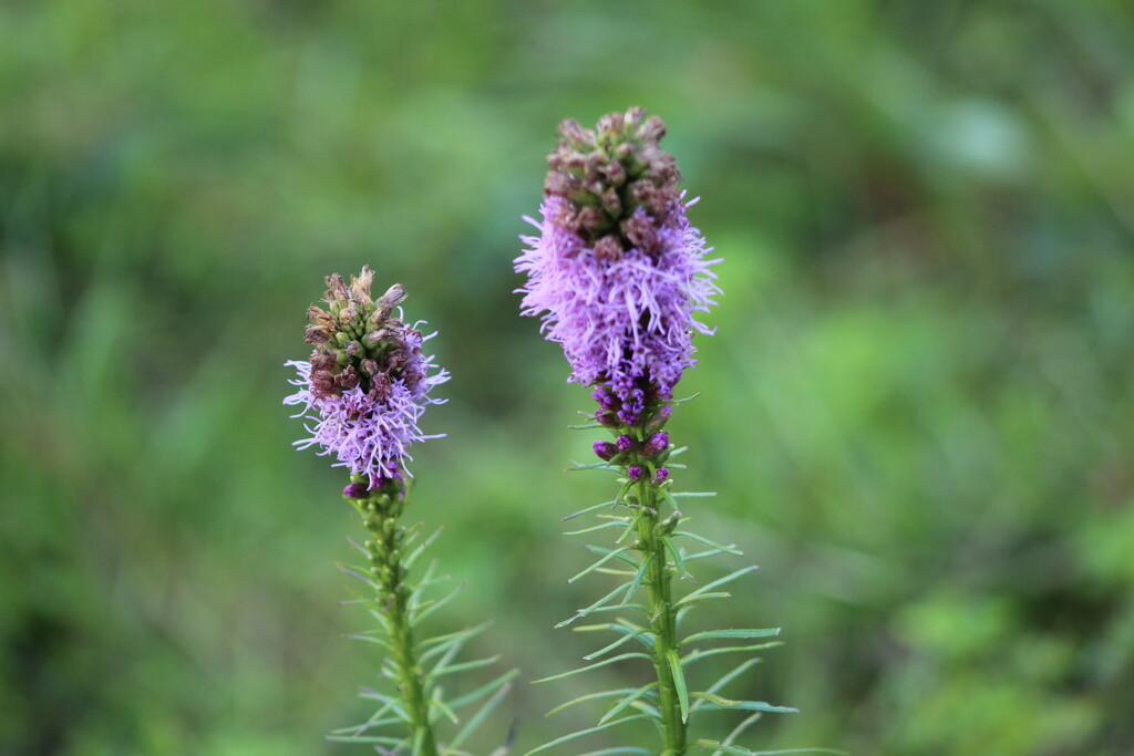 Flower or Weed? by huger