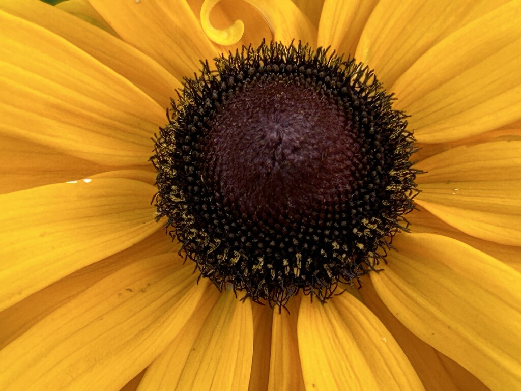 Black Eyed Susan  by phil_sandford