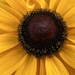 Black Eyed Susan  by phil_sandford