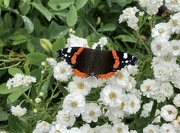 8th Aug 2024 - Red Admiral