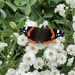 Red Admiral