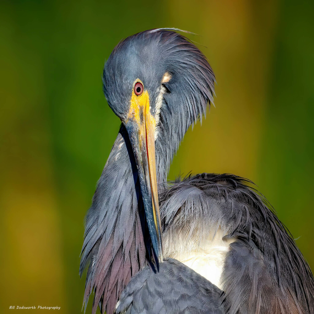 Tricolor Heron preening by photographycrazy