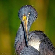 8th Aug 2024 - Tricolor Heron preening